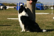 Obedience Training